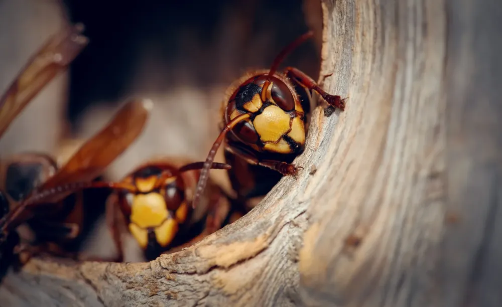Extermination guêpes et frelons à Rosny-sur-Seine