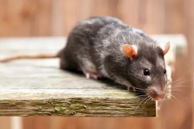 Stop nuisibles 78 Dératisationwebp